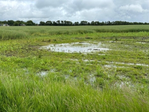 Forsøgsmark 1