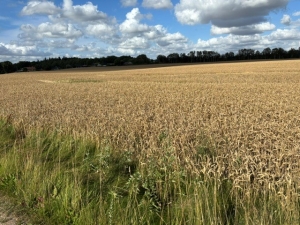 Forsøgsmark 1