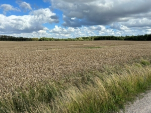Forsøgsmark 1